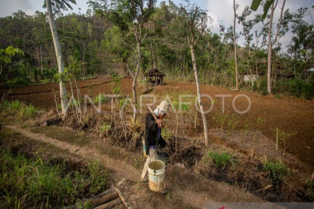 Dinas Pertanian imbau petani NTT harus mulai menanam