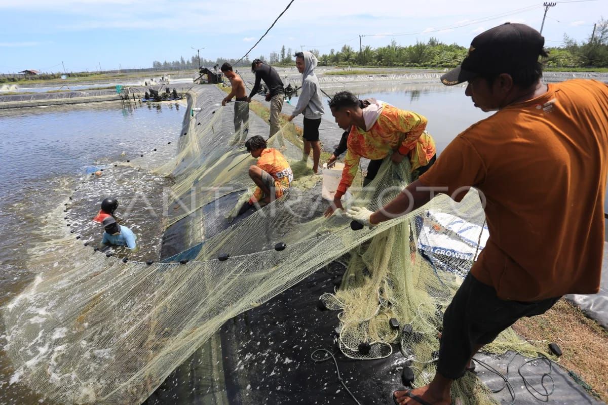 DKP berharap lembaga adat bantu pemerintah hidupkan tambak di Aceh