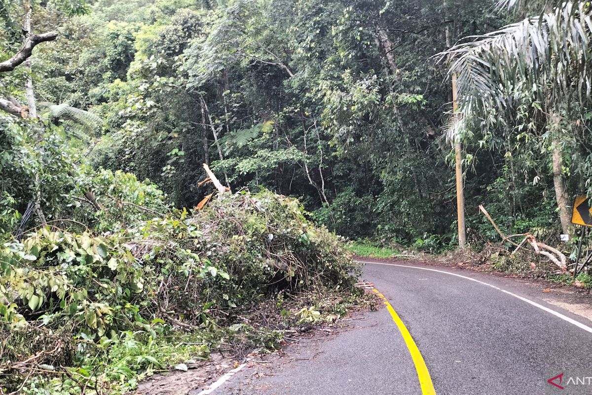 Pohon tumbang ganggu pengguna jalan lintas Tanggamus-Krui