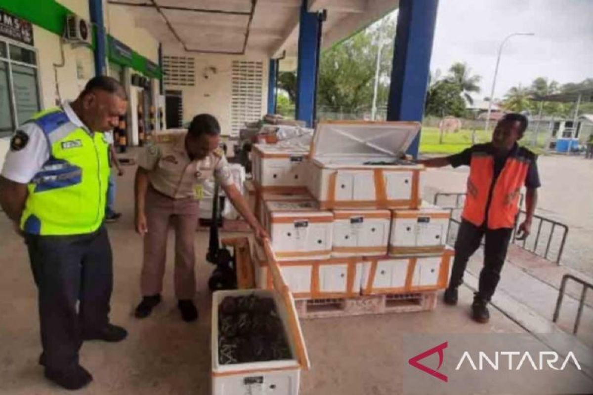 Sebanyak 660 kepiting  bakau asal Maluku diekspor ke Singapura