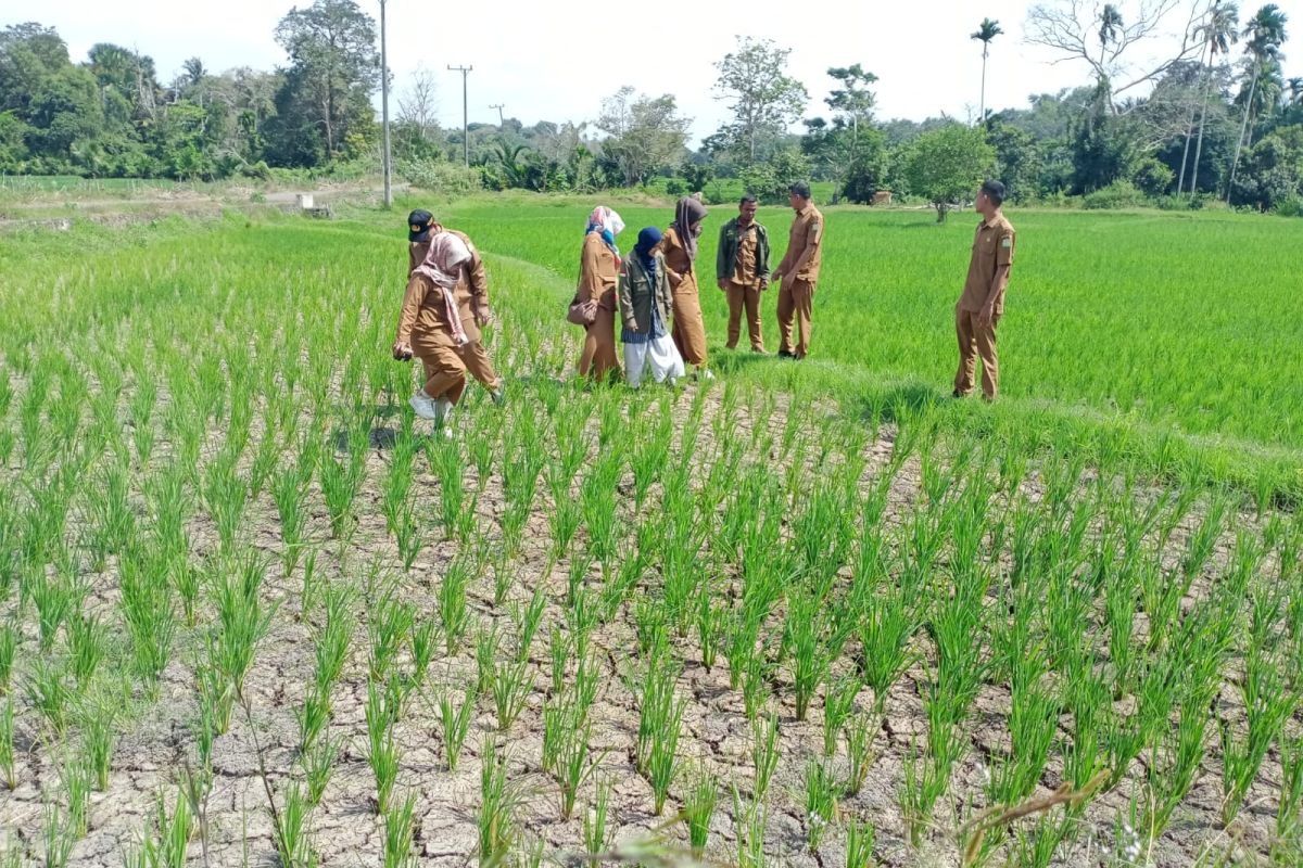 Distan imbau petani maksimalkan pompanisasi cegah dampak el nino