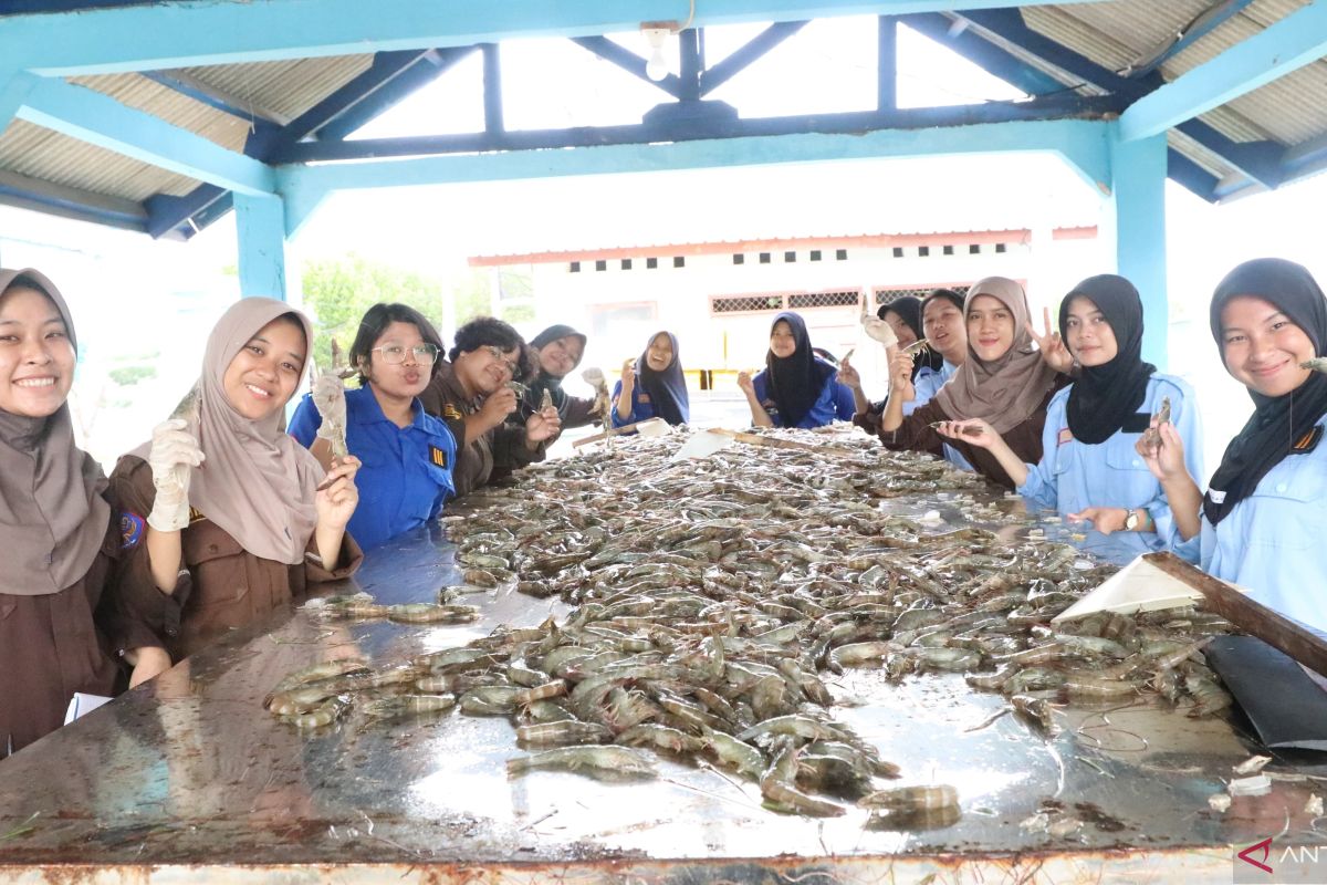 KKP: Politeknik AUP Serang sukses kembangkan budi daya udang vaname