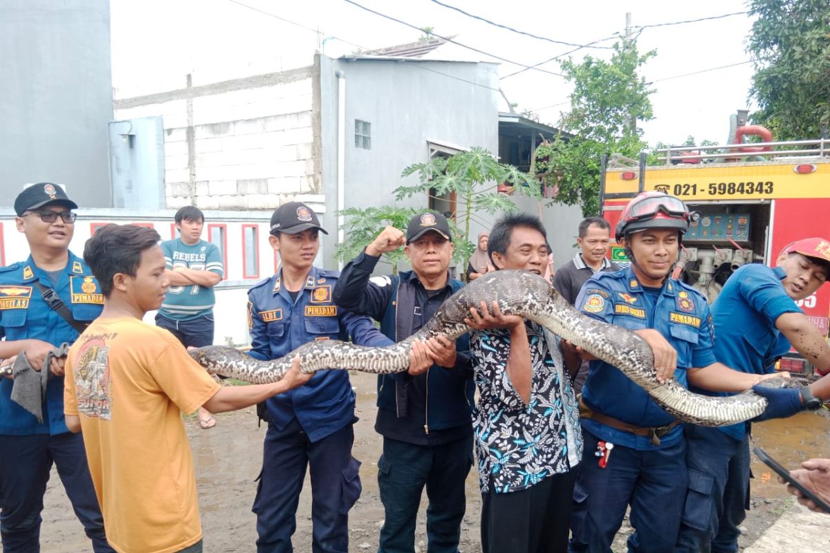 BPBD Tangerang evakuasi ular piton dari kandang ayam