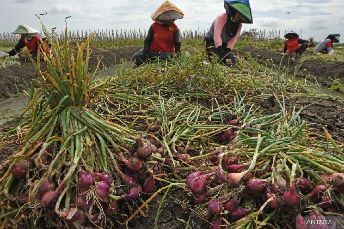 DKPP Serang Perluas Lahan Bawang Merah untuk Tekan Inflasi Pangan