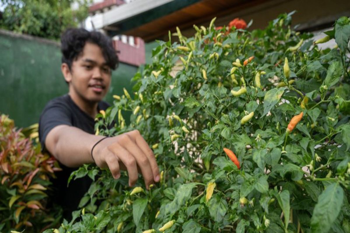 Sebanyak 8 ribu bibit disalurkan ke Parimo untuk gerakan tanam cabai