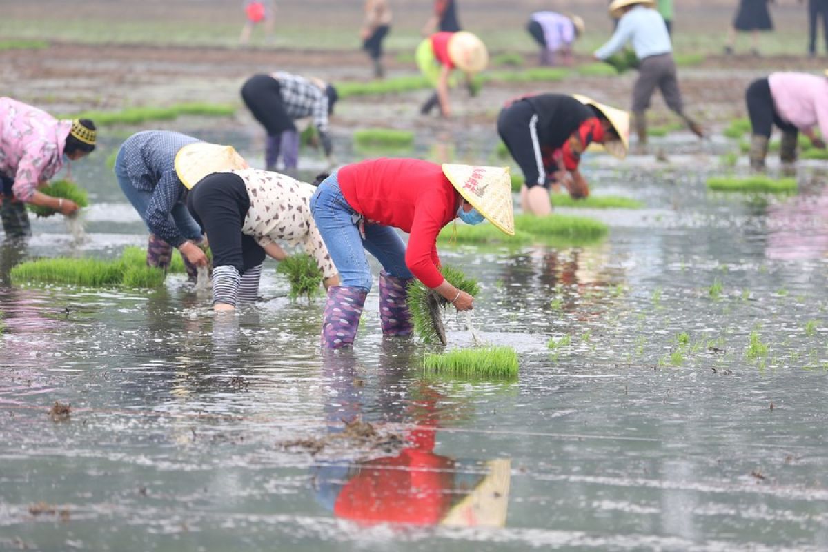 Pendapatan industri agrowisata di Jiangsu China tembus 100 miliar yuan