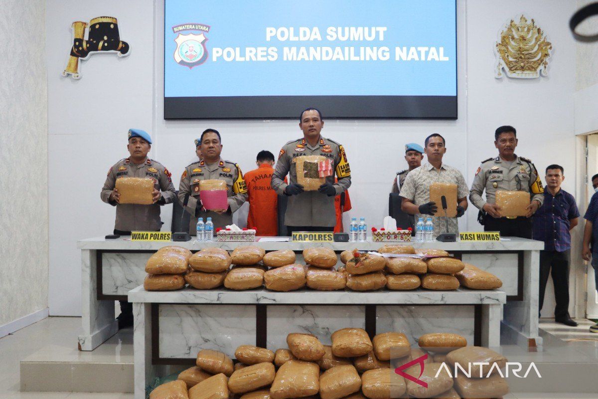 Bawa ganja 116 kilogram, dua warga Sumbar ditangkap di Madina