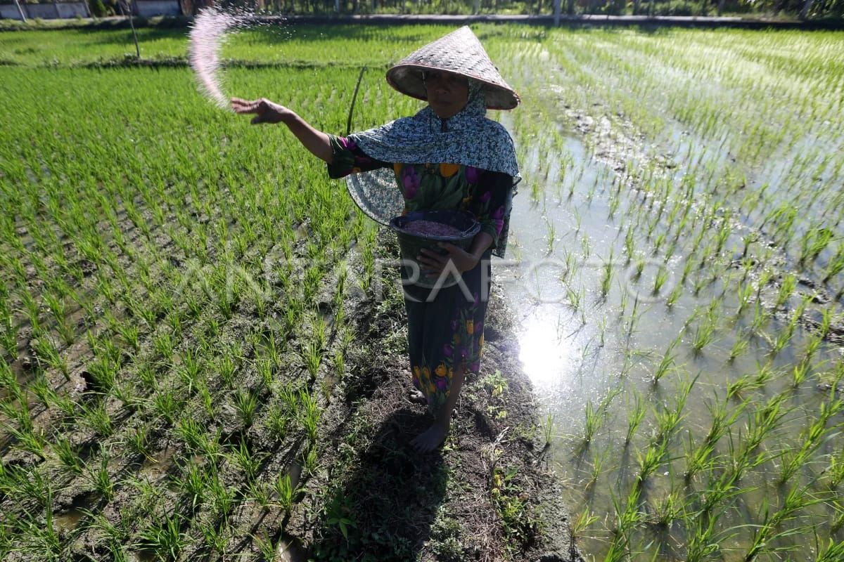 Alokasi pupuk subsidi pertanian untuk Aceh Besar tahun ini capai 8,5 ribu ton