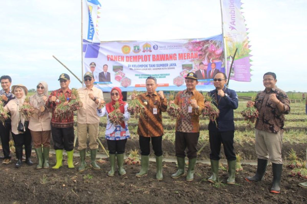 Petani Serang panen bawang merah hasil metode demplot