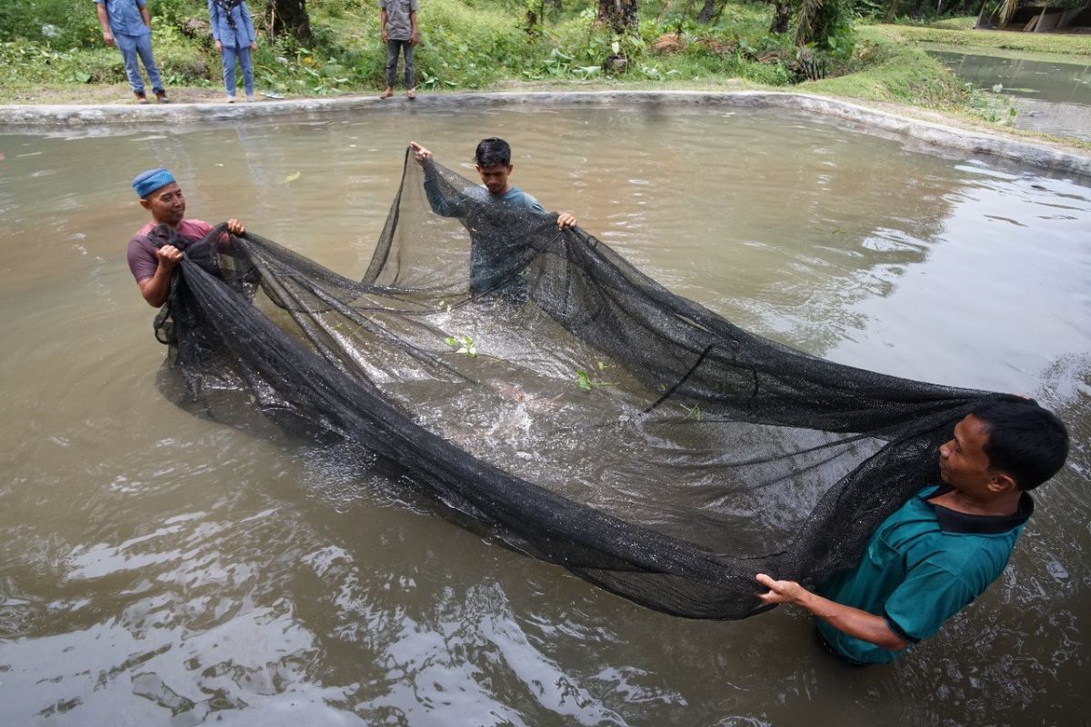 Inalum budi dayakan ikan jurung di Sungai Asahan