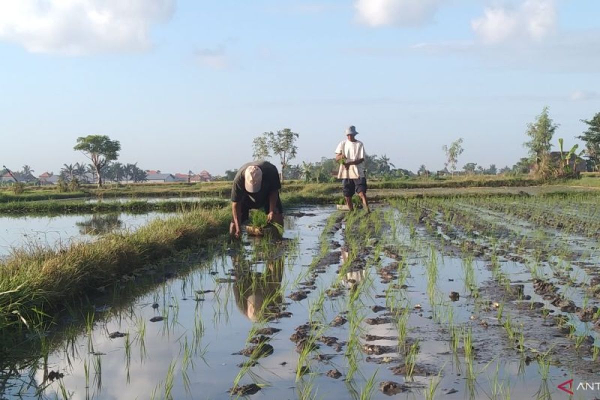 Pemprov Bali tonjolkan subak sebagai praktik baik di Forum Air Dunia