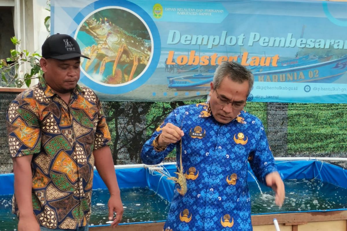 Pemkab Bantul memaksimalkan budidaya lobster di pesisir pantai selatan