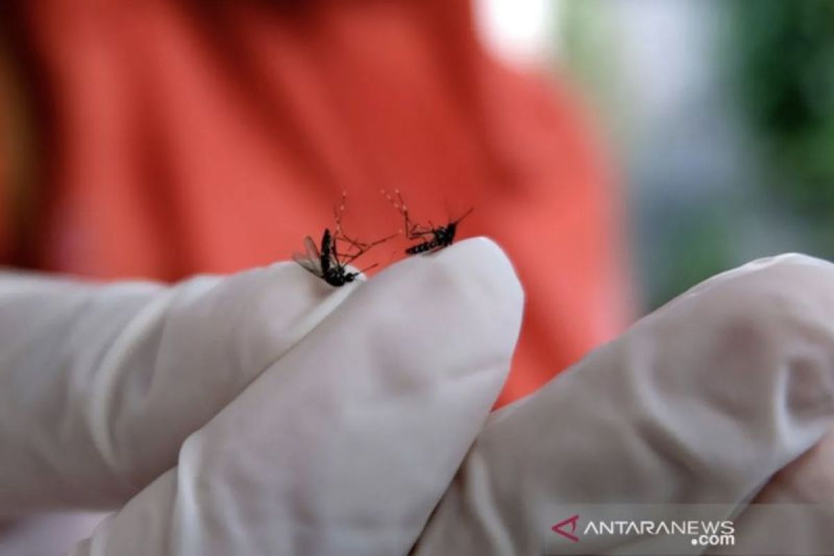 Dengue vaccination not covered by BPJS Health: official