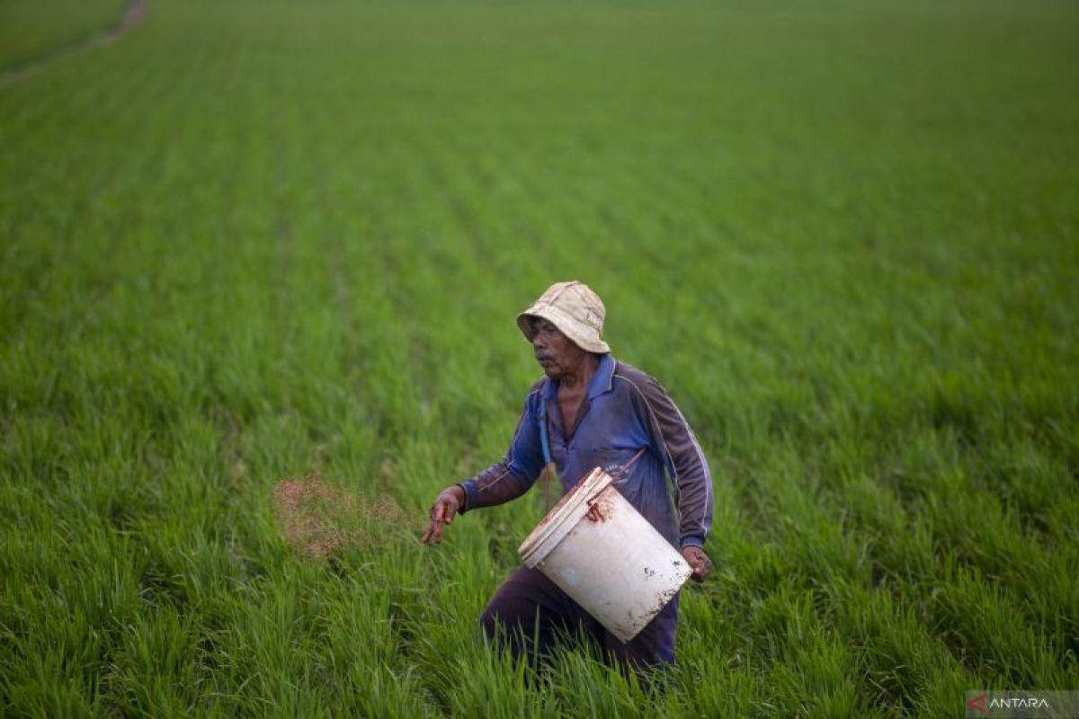 Kementan: Tambahan Rp14 triliun untuk ganti kekurangan pupuk subsidi