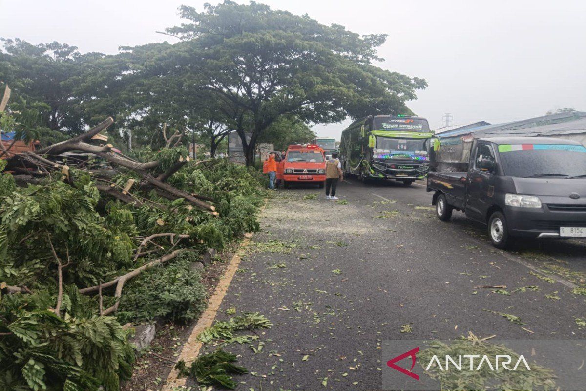 Pohon tumbang tutup jalur nasional penghubung Pulau Madura