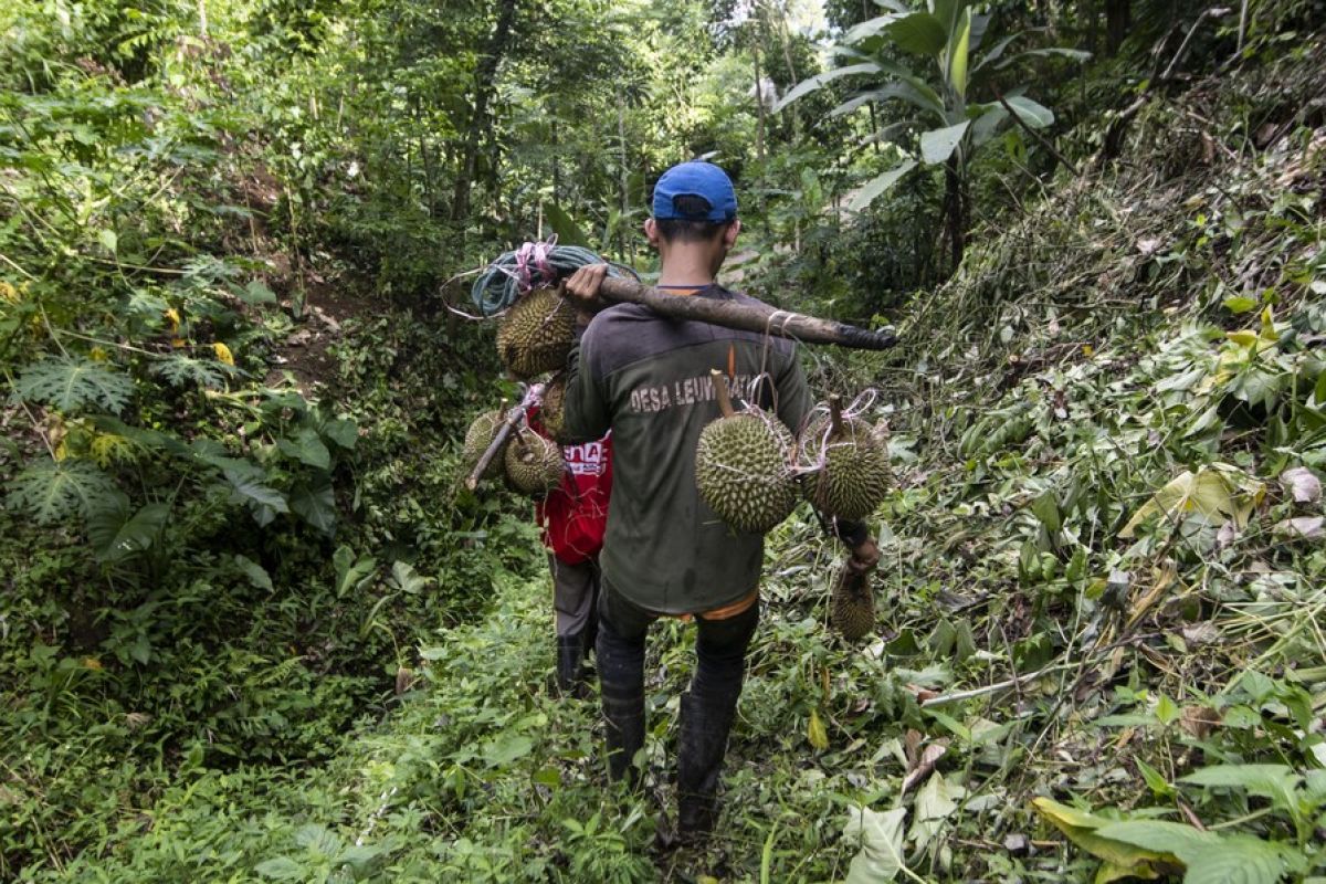 Album Indonesia: Menikmati suasana panen durian di Bogor