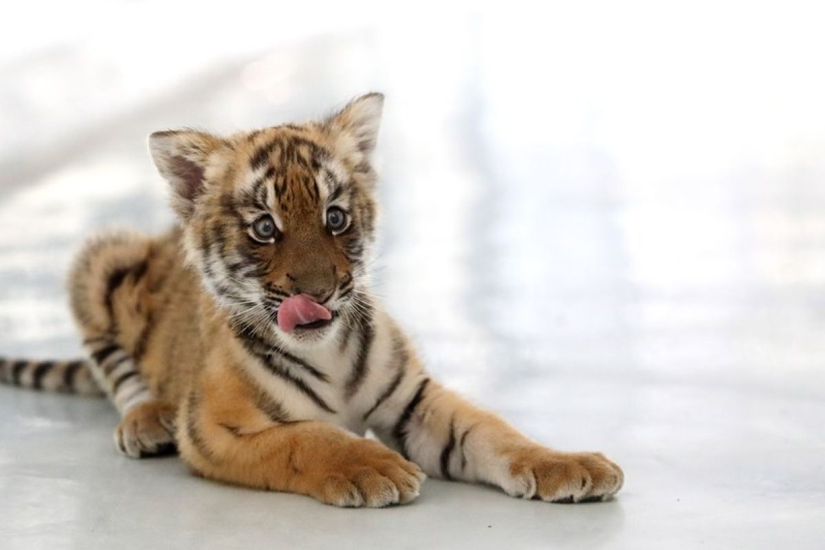 Harimau yang terancam punah lahirkan tiga anak di China