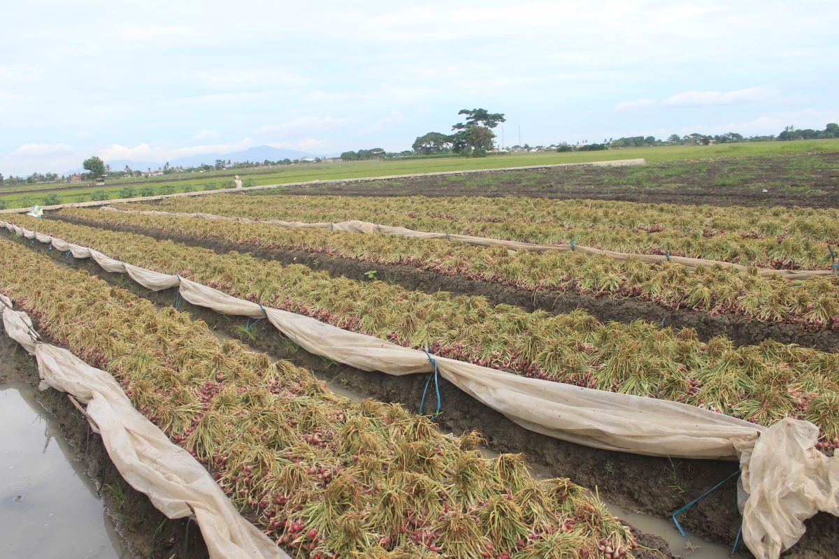 Pemkot Serang targetkan penanaman bawang merah seluas 50 hektare