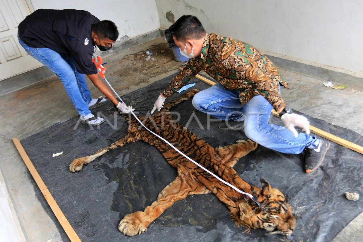 Aktivis sebut sindikat penjahat lingkungan incar satwa lindung di Aceh