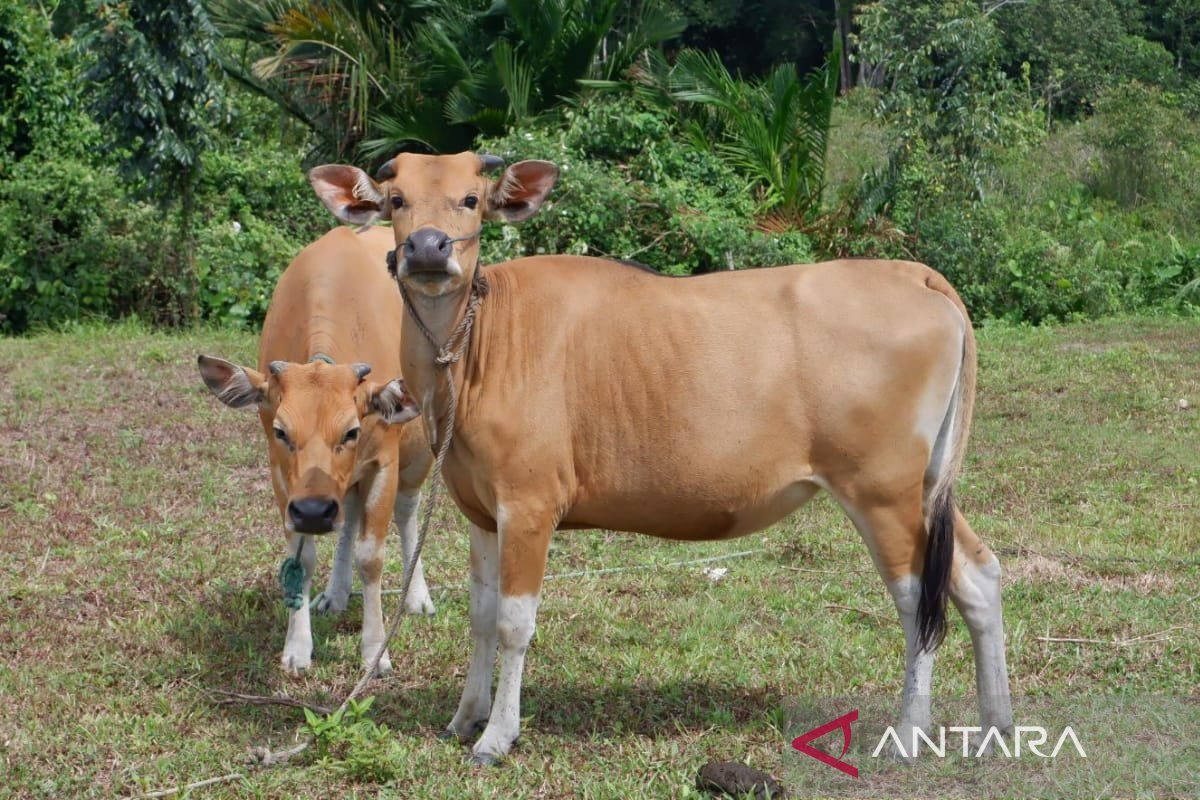 Pemkab Natuna anggarkan Rp1,2 miliar untuk pengadaan bibit sapi di 2024