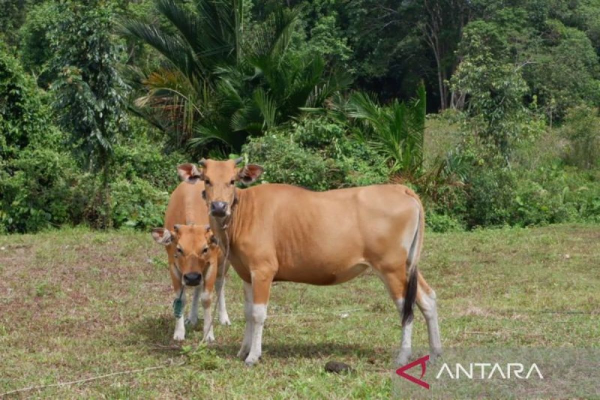 Pemkab Natuna anggarkan Rp72 juta untuk mengobati hewan ternak di tahun 2024