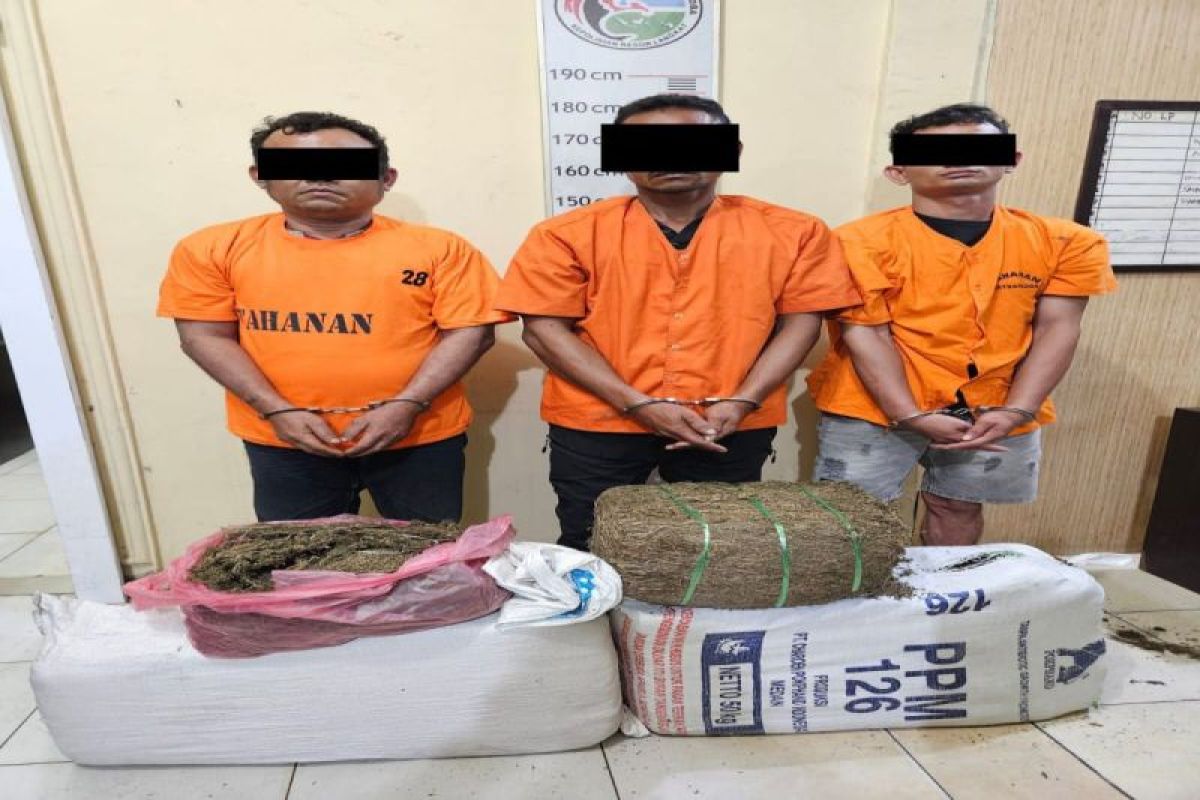 Polisi tangkap tiga pelaku terlibat peredaran 32 kilogram ganja di Langkat
