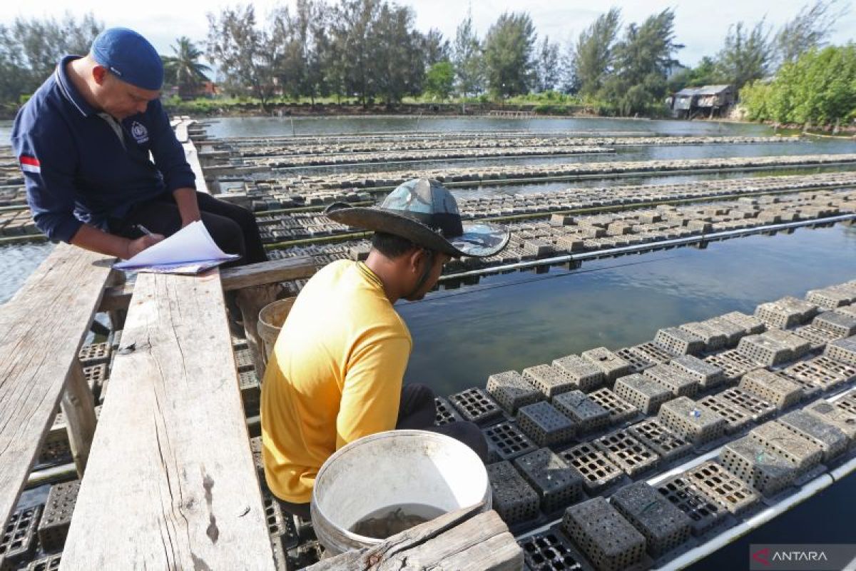 Kementerian: Kerja sama budi daya lobster dengan Vietnam hidupkan ekosistem