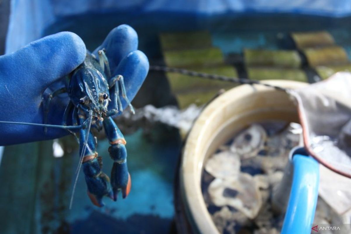 Ministry preparing decree to regulate minimum price of lobster seeds