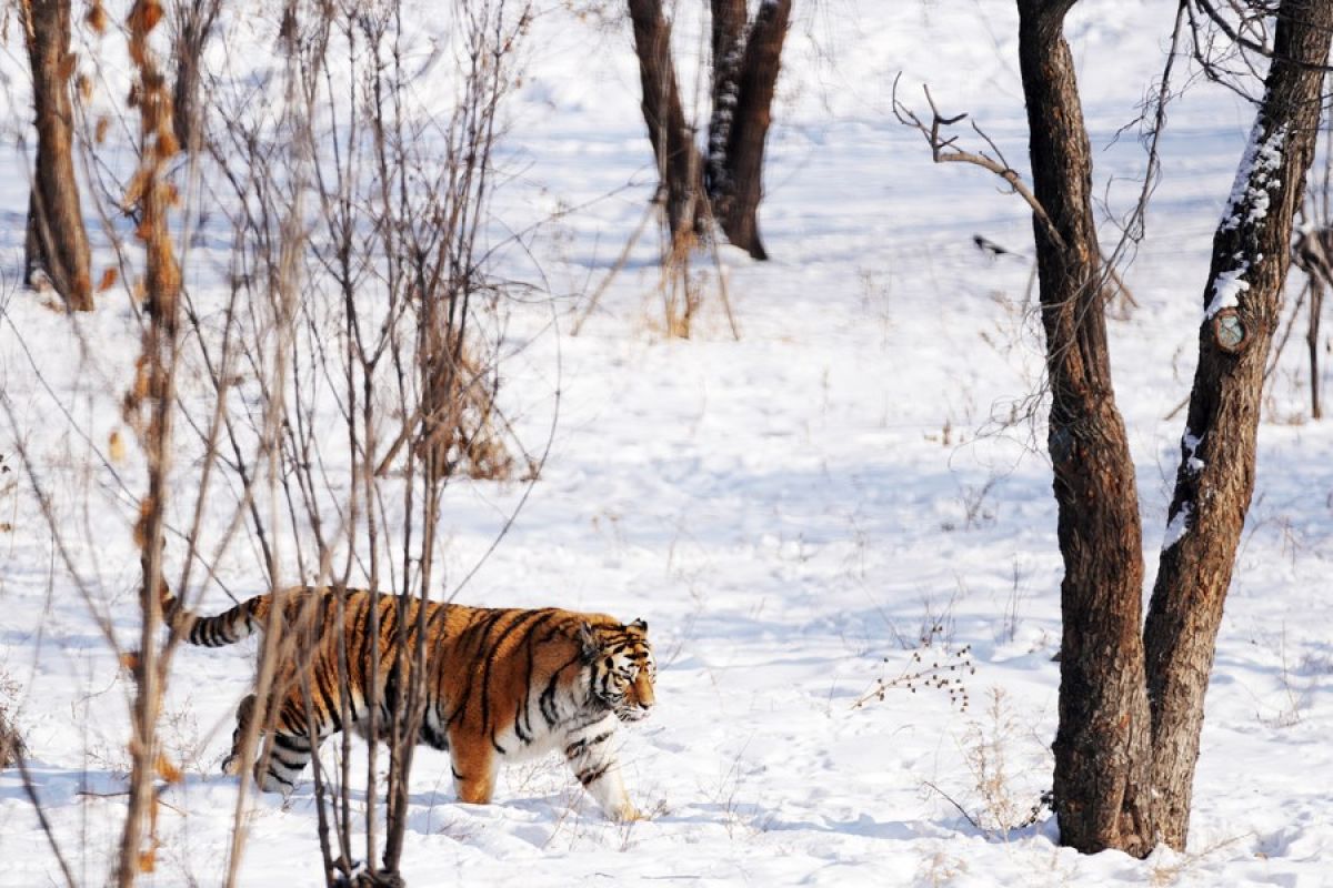 Harimau Siberia yang terancam punah terdeteksi di China timur laut