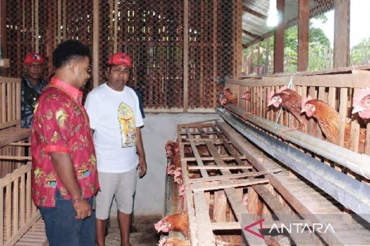 Peternak OAP di Biak jaga pasokan kebutuhan telur ayam lokal