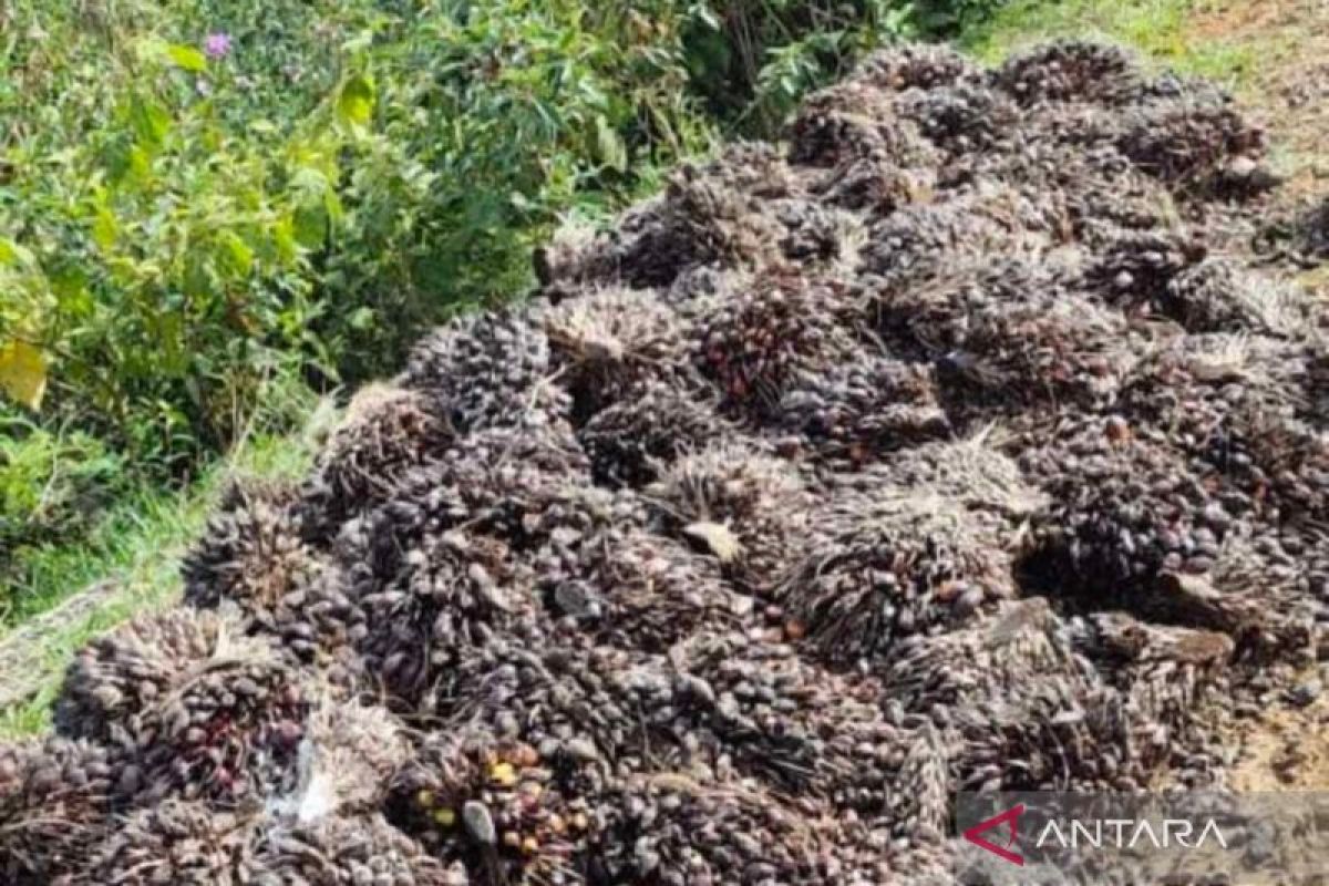 Petani Mukomuko usulkan peremajaan sawit seluas 1.644 hektare