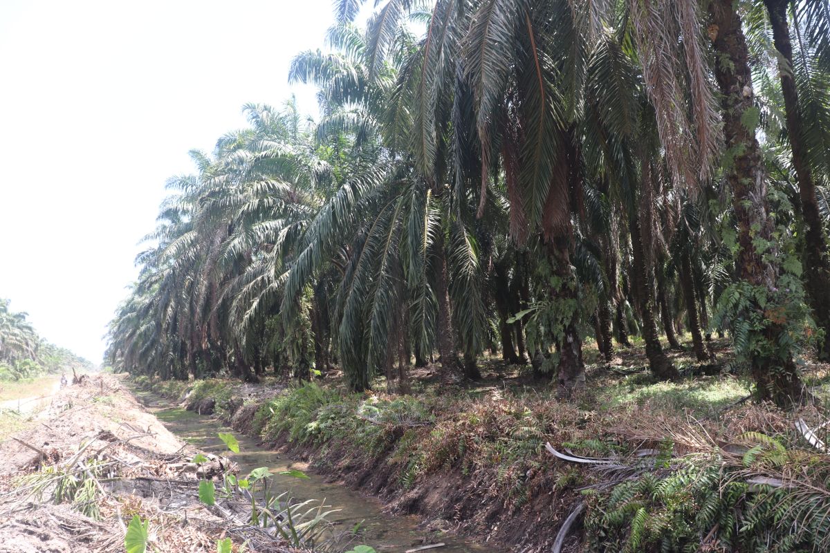 Pemkab Pasaman Barat berikan perlindungan bagi 7.764 pekerja