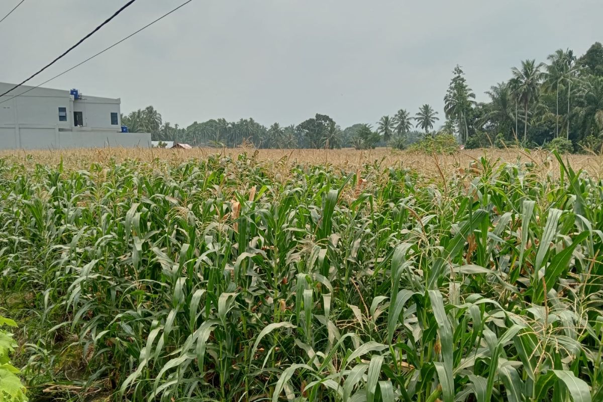 Pasaman Barat targetkan penambahan luas tanam jagung 2.000 hektare