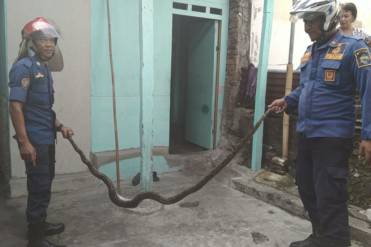 Damkar Lampung Selatan evakuasi ular sanca di rumah makan