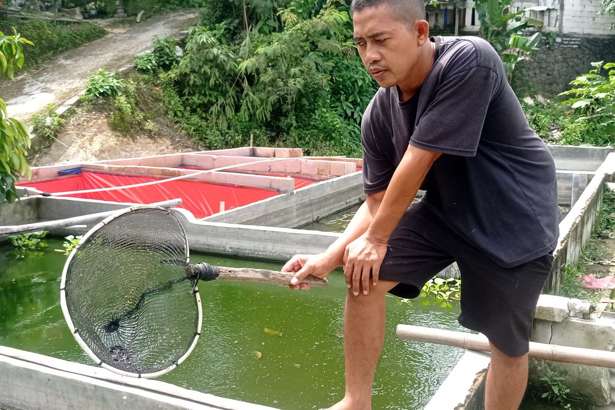 Budidaya ikan lele di Lebak salah satu solusi tumbuhkan ekonomi keluarga