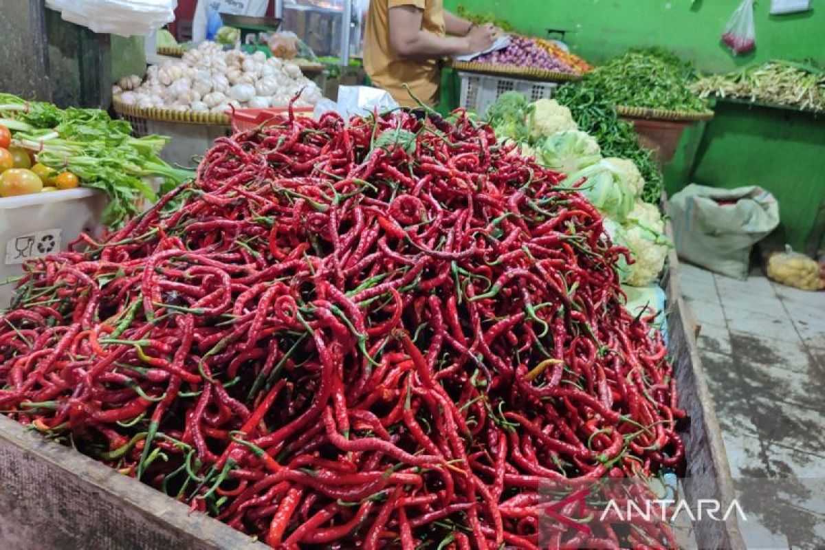 Dinas Pangan dan Pertanian Kota Bengkulu bagikan bibit cabai