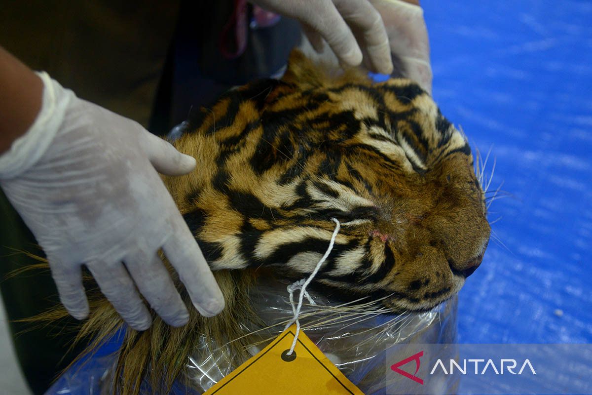 FOTO - Polda Aceh gagalkan perdagangan kulit harimau