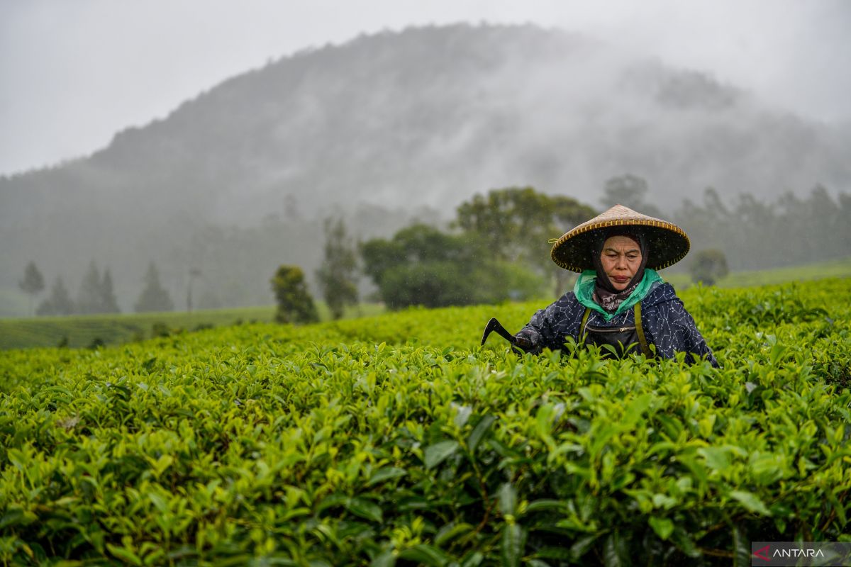 Perkebunan teh miliki potensi pengurangan emisi gas rumah kaca