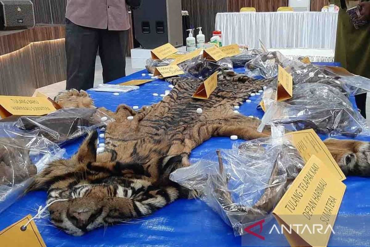 Polda Aceh gagalkan perdagangan kulit dan bagian tubuh harimau sumatra