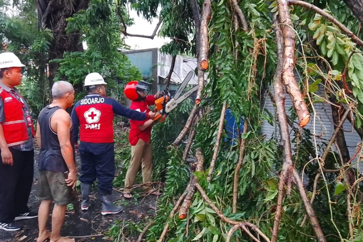 Pemkab Sidoarjo siagakan layanan darurat 112 tangani pohon tumbang