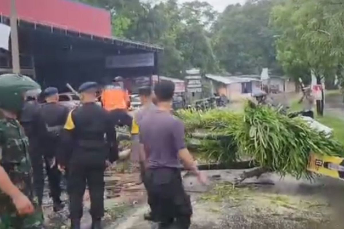 Polres Mamuju singkirkan pohon tumbang tutup jalan Trans Sulawesi Sulbar