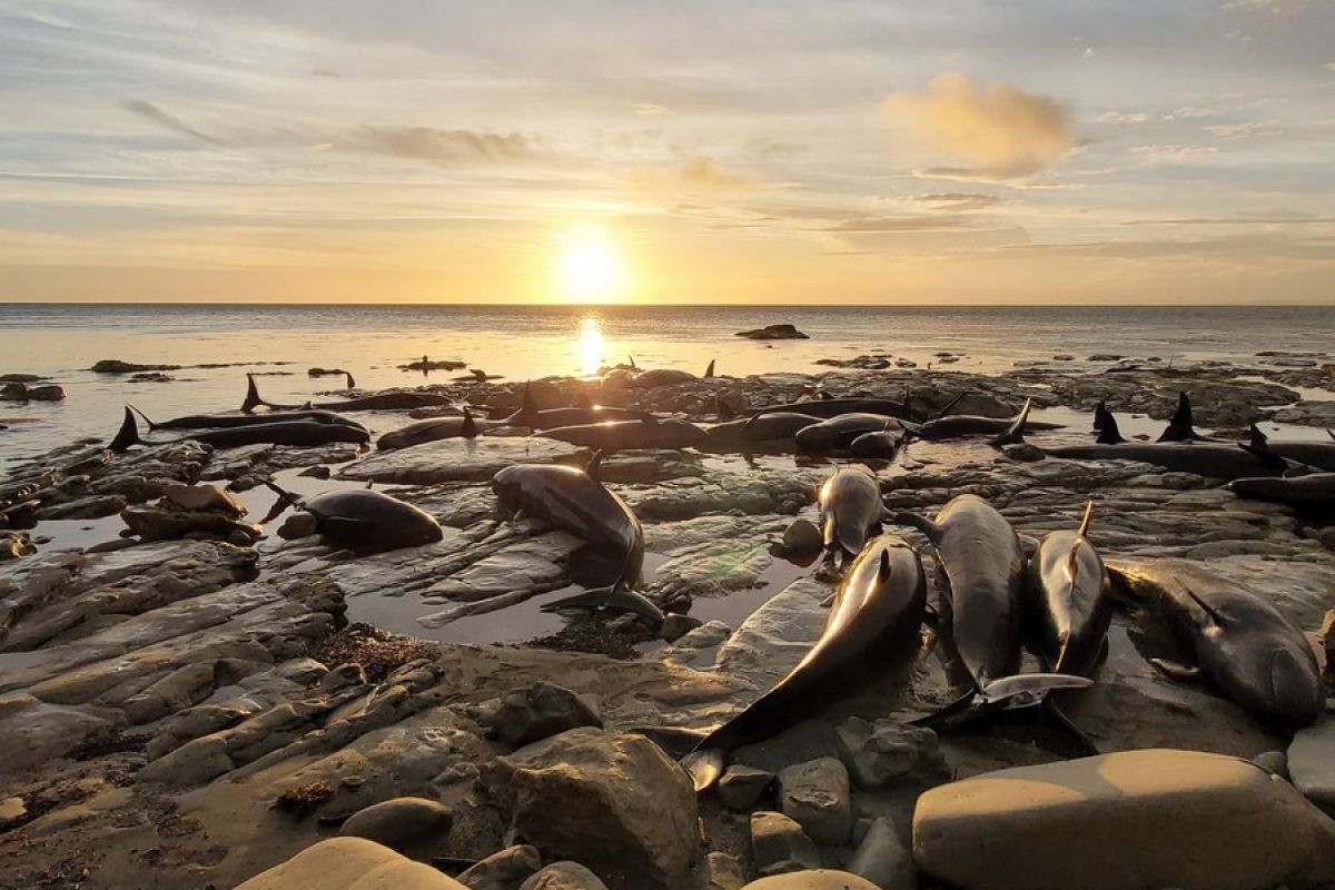 Kawanan paus dan lumba-lumba mati usai terdampar di Selandia Baru