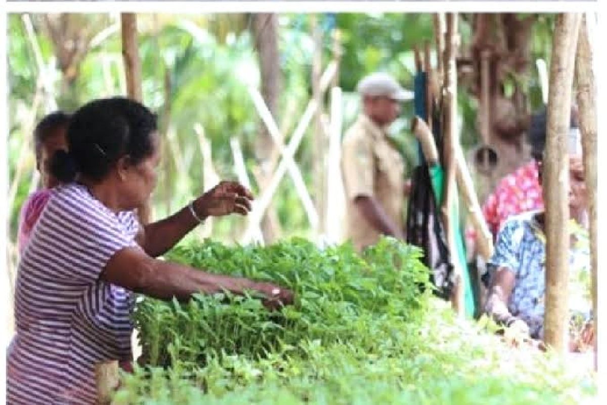 Pemkab Biak Kerahkan 70 Penyuluh Pertanian Galakkan Ketahanan Pangan ...