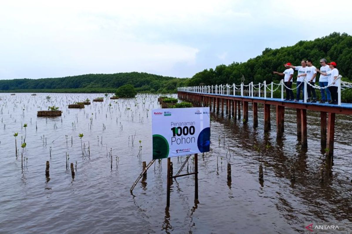 Sejumlah perusahaan kolaborasi tanam ratusan mangrove di Pasuruan