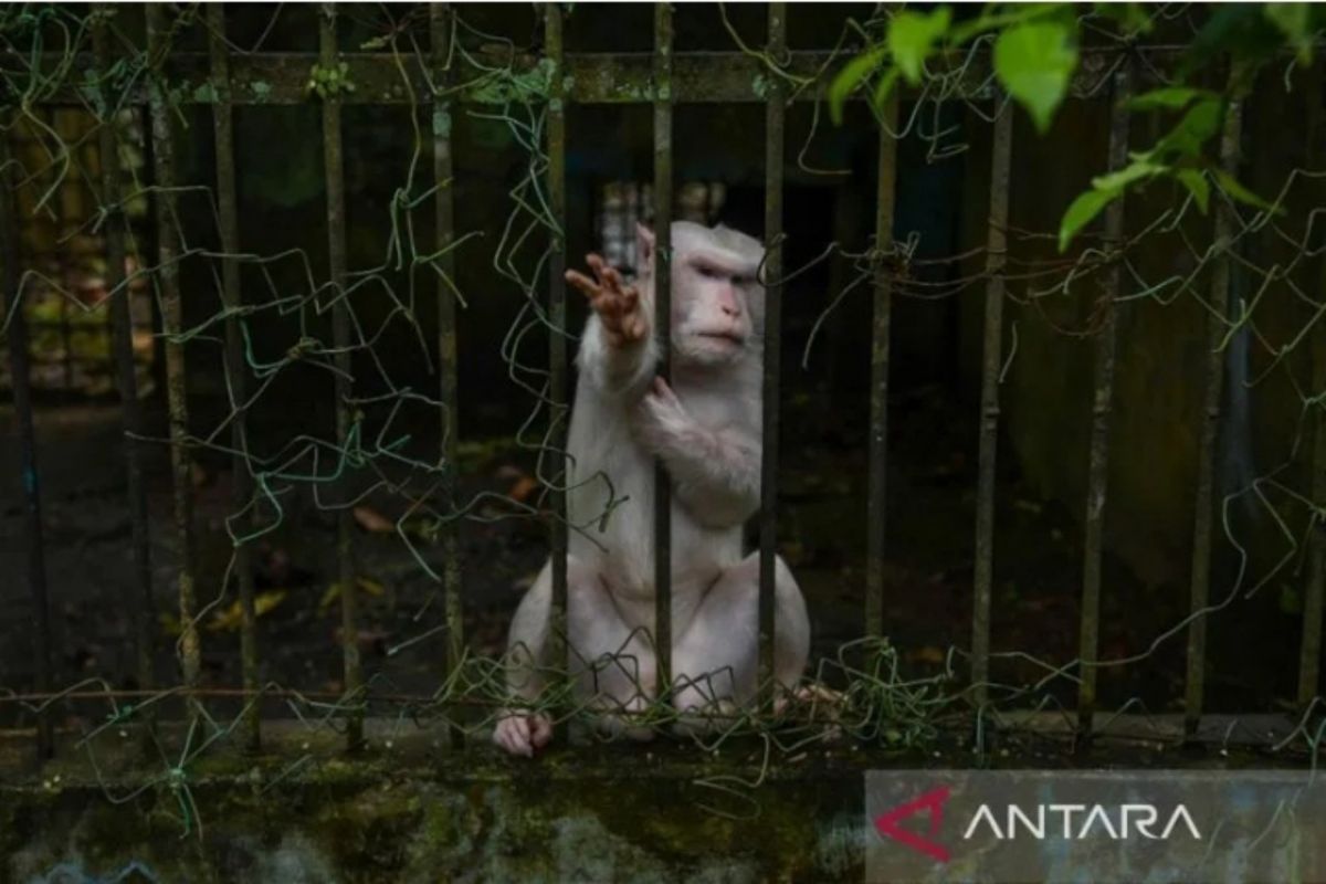 Wali Kota Medan: Penutupan  Medan Zoo bukan berarti ganti pemilik