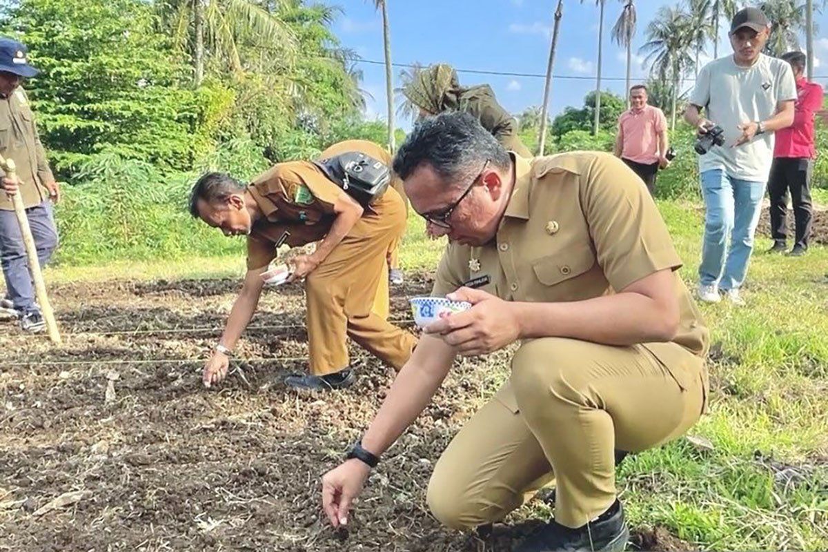 Pemkot kembali uji coba pengembangan padi gogo di Sabang