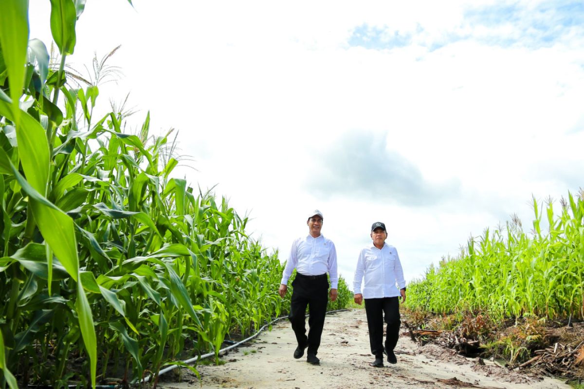 Program "food estate" program jangka panjang, jaga ketahanan pangan