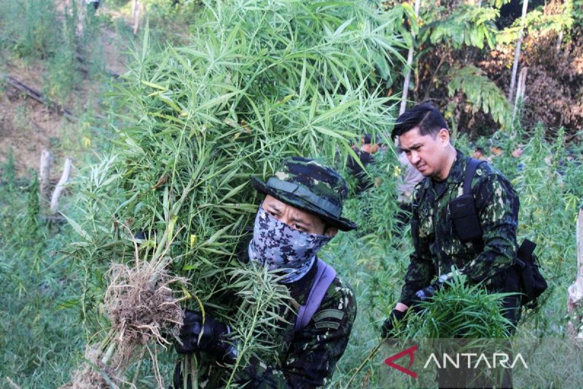 FOTO - Pemusnahan Ladang Ganja Oleh BNN RI di Aceh Utara