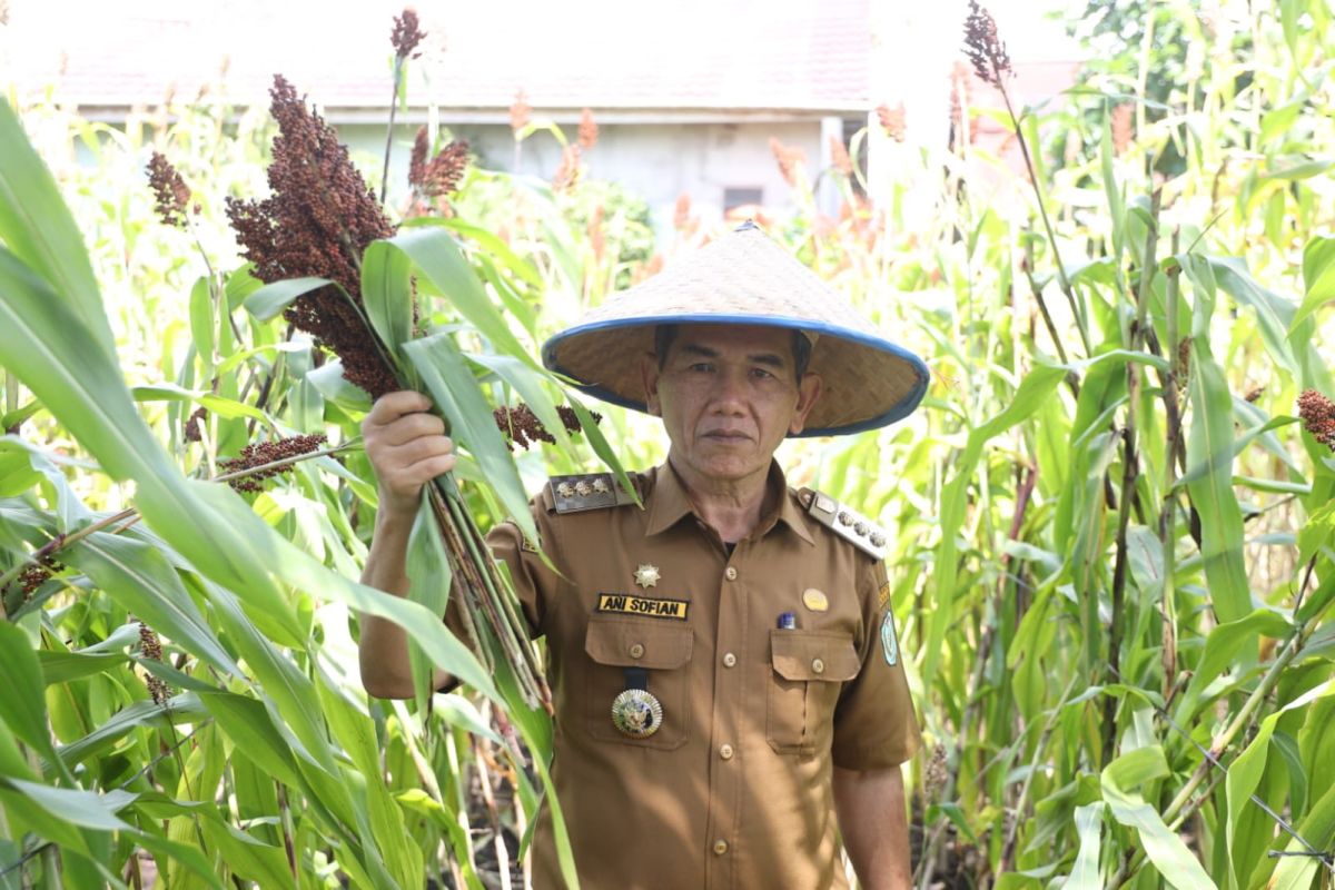 Pemkot Pontianak mendukung budi daya sorgum alternatif pengganti beras