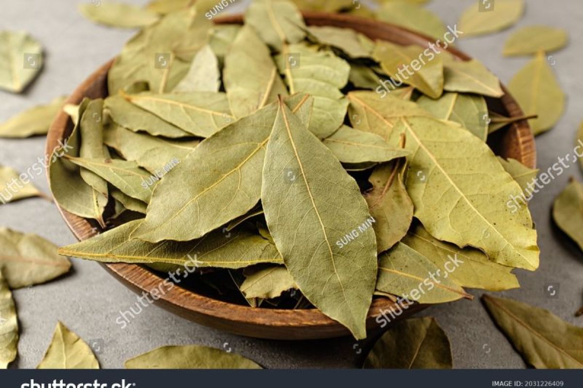 Berikut manfaat daun salam bagi kesehatan tubuh